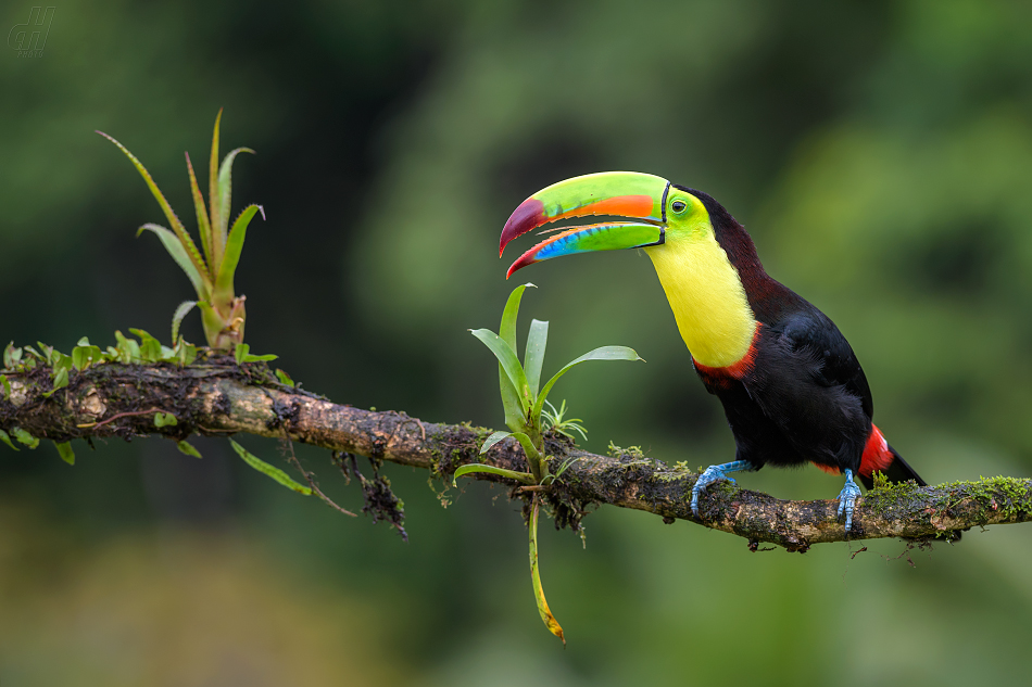 tukan krátkozobý - Ramphastos sulfuratus