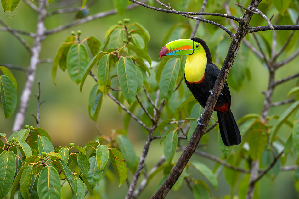 tukan krátkozobý - Ramphastos sulfuratus