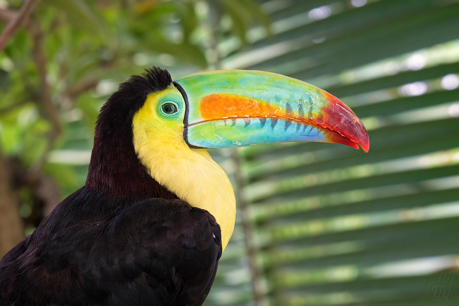 tukan krátkozobý - Ramphastos sulfuratus