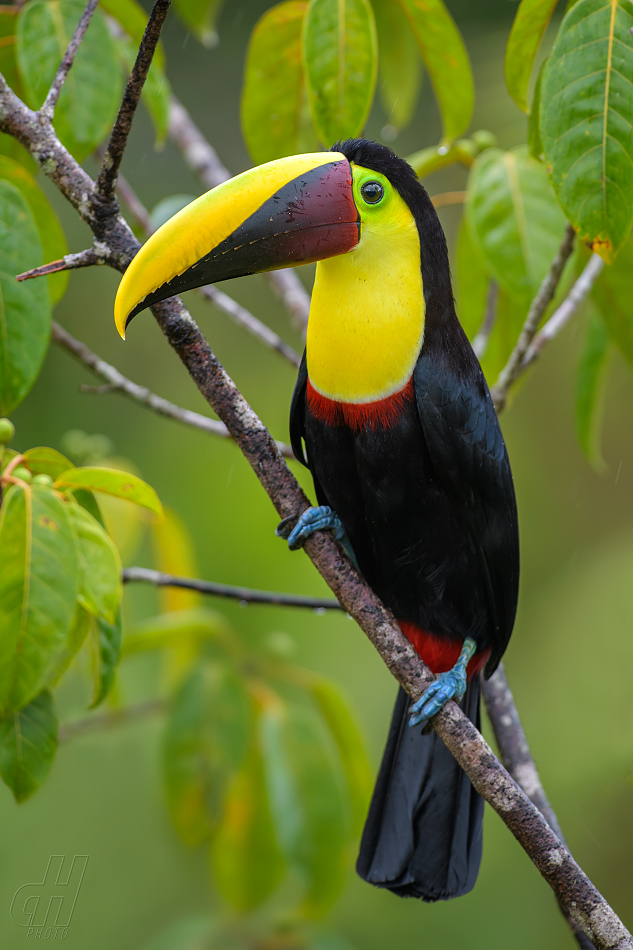 tukan žlutohrdlý - Ramphastos ambiguus