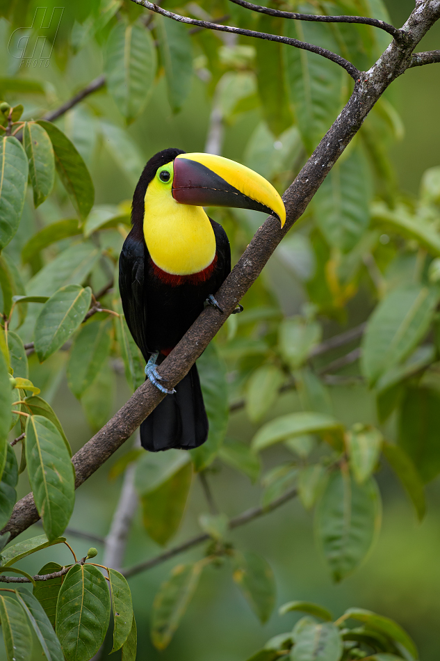 tukan žlutohrdlý - Ramphastos ambiguus