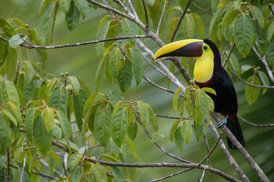 tukan žlutohrdlý - Ramphastos ambiguus