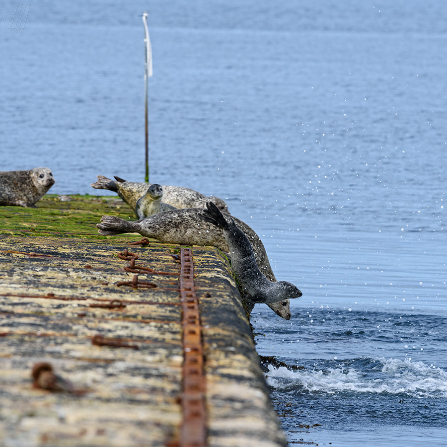 tuleň obecný - Phoca vitulina