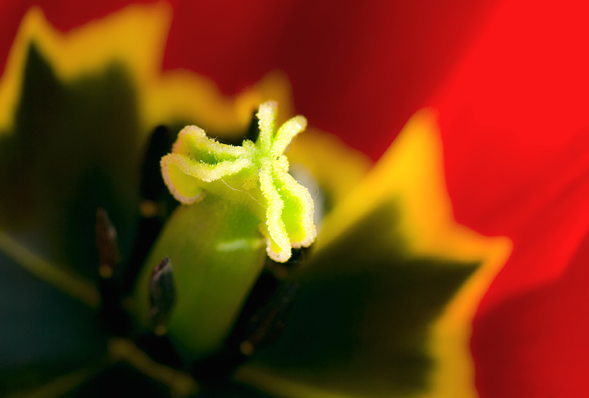 tulipán zahradní - Tulipa × gesneriana