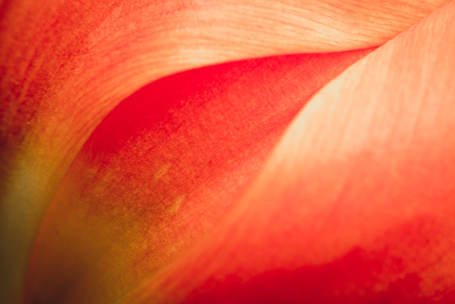 tulipán zahradní - Tulipa × gesneriana