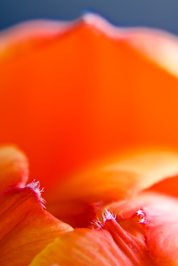tulipán zahradní - Tulipa × gesneriana