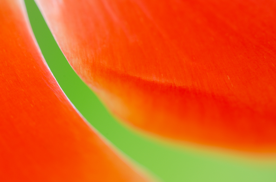 tulipán zahradní - Tulipa × gesneriana