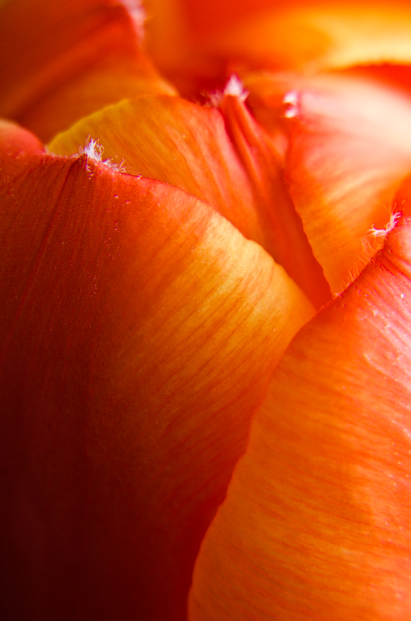 tulipán zahradní - Tulipa × gesneriana