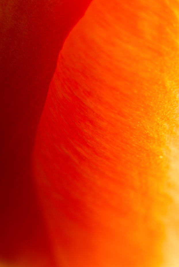 tulipán zahradní - Tulipa × gesneriana