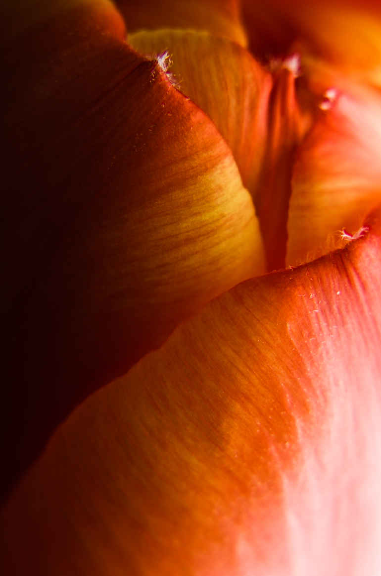 tulipán zahradní - Tulipa × gesneriana