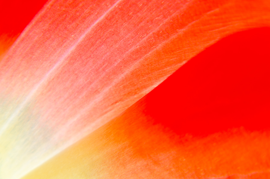 tulipán zahradní - Tulipa × gesneriana