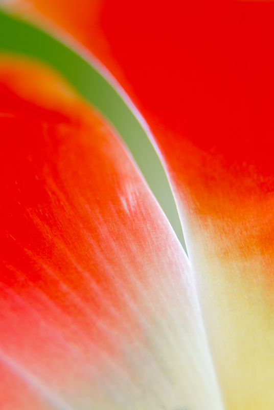 tulipán zahradní - Tulipa × gesneriana