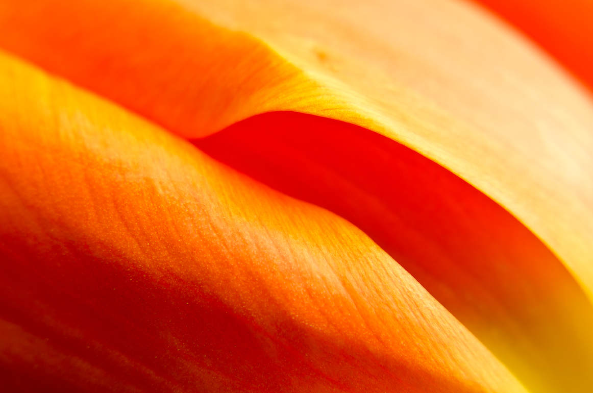 tulipán zahradní - Tulipa × gesneriana