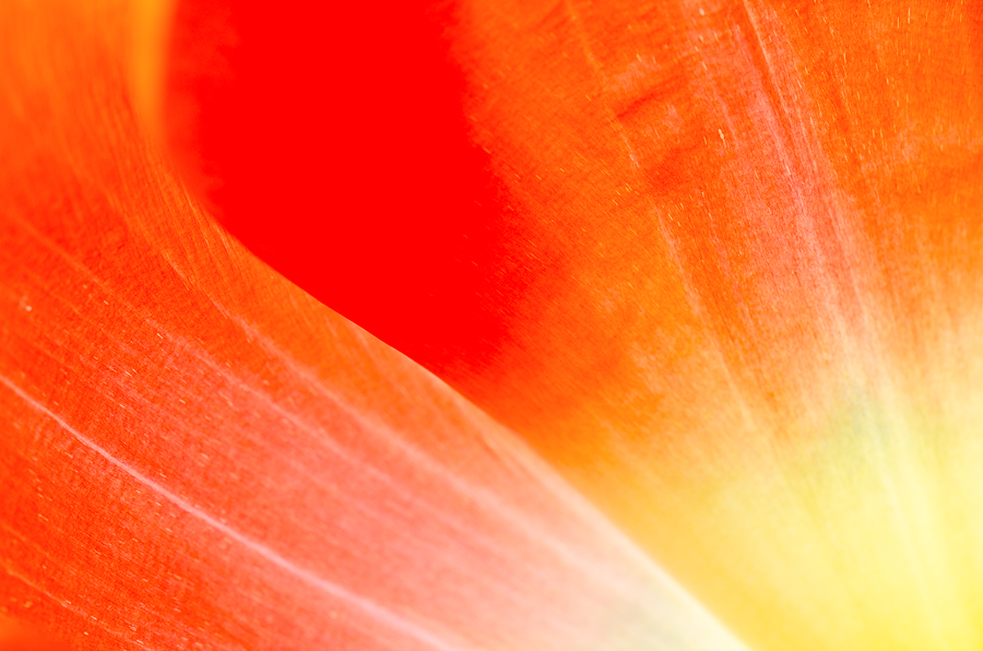 tulipán zahradní - Tulipa × gesneriana