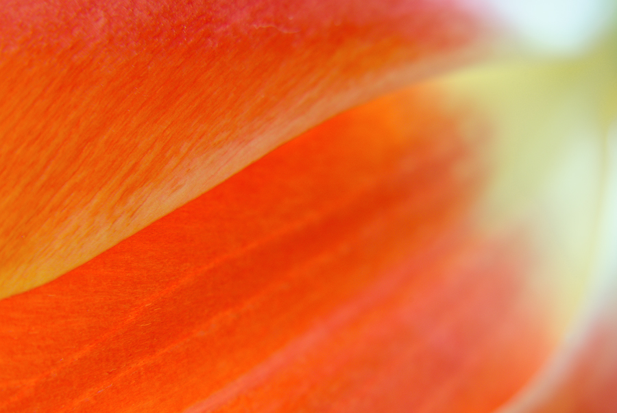tulipán zahradní - Tulipa × gesneriana
