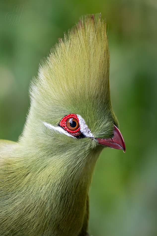 turako bělolící - Menelikornis leucotis