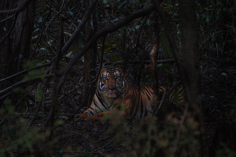 tygr indický - Panthera tigris tigris