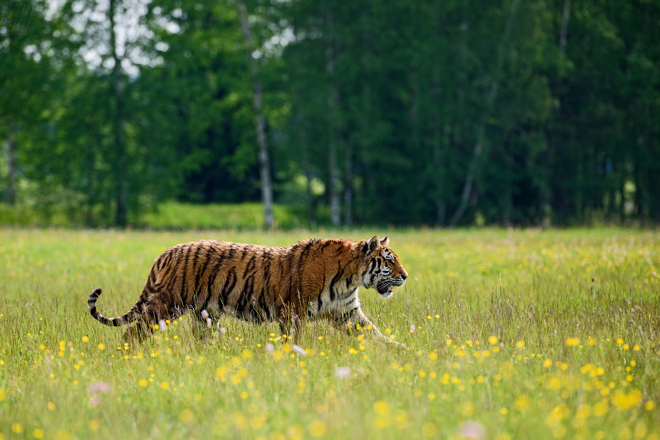 Tygr - Panthera tigris