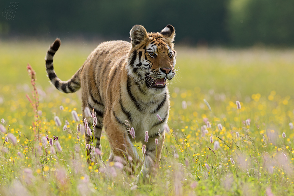 Tygr - Panthera tigris
