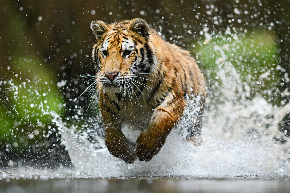 Tygr - Panthera tigris