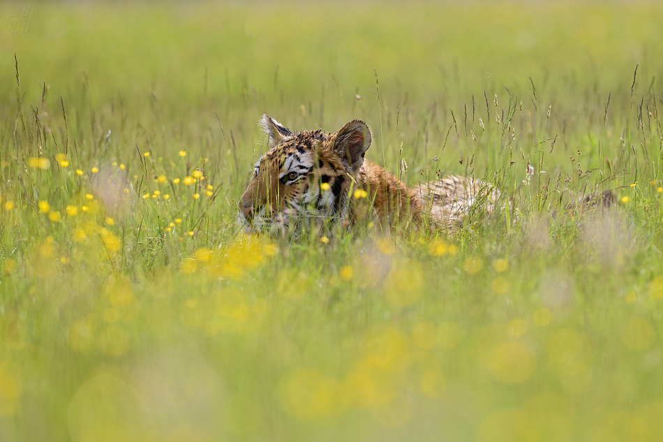 Tygr - Panthera tigris