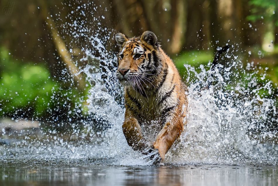 Tygr - Panthera tigris