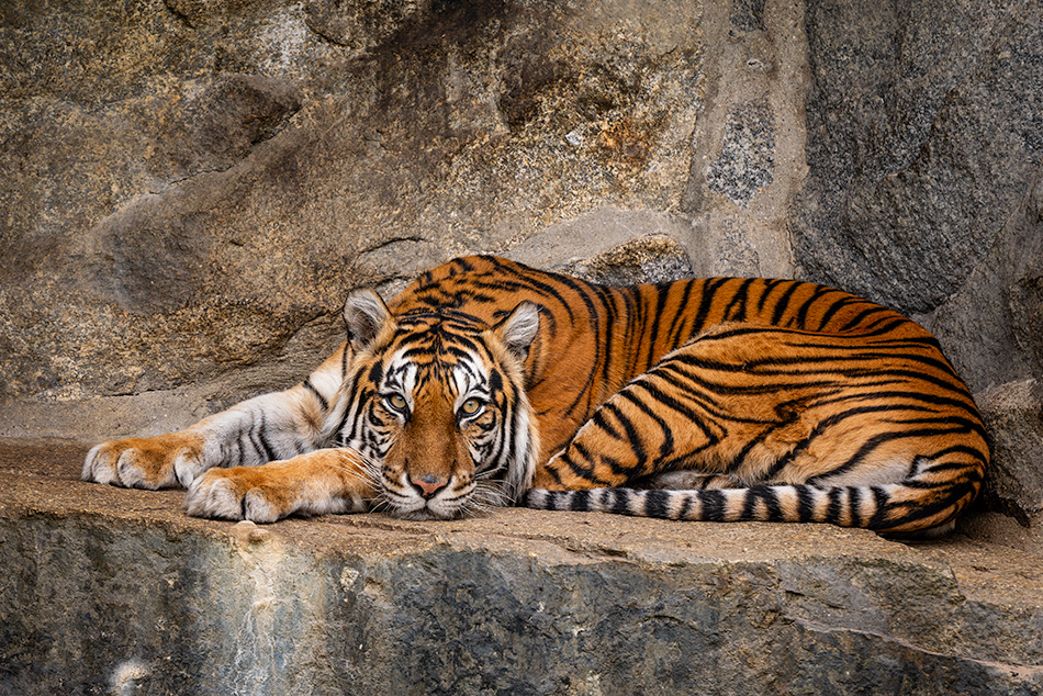 tygr sumaterský - Panthera tigris sumatrae