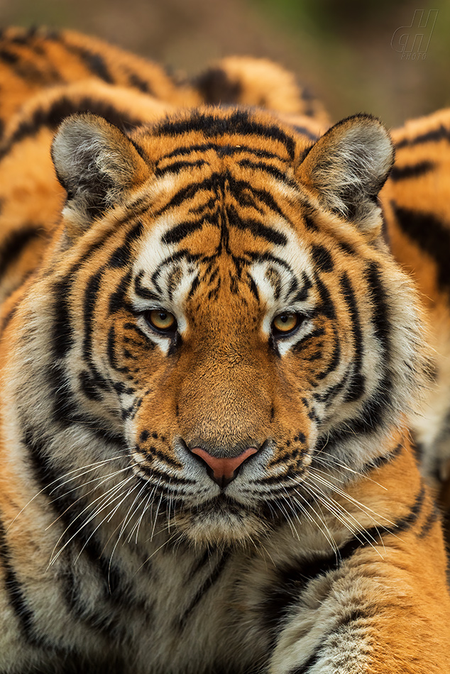 tygr ussurijský - Panthera tigris altaica