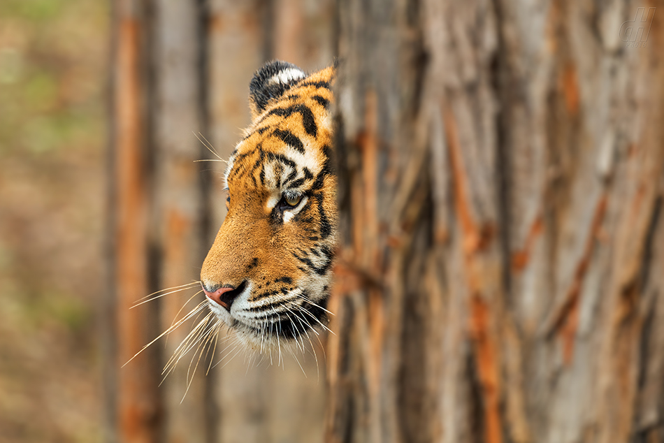 tygr ussurijský - Panthera tigris altaica
