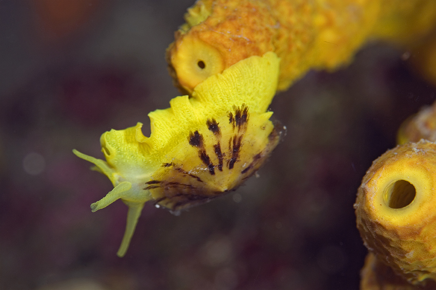 Tylodina perversa