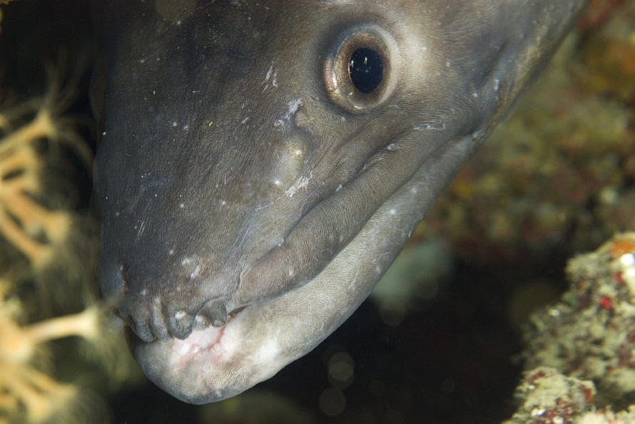úhořovec mořský - Conger conger