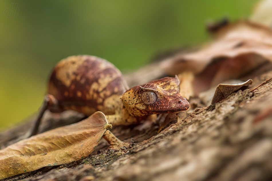 Uroplatus phantasticus
