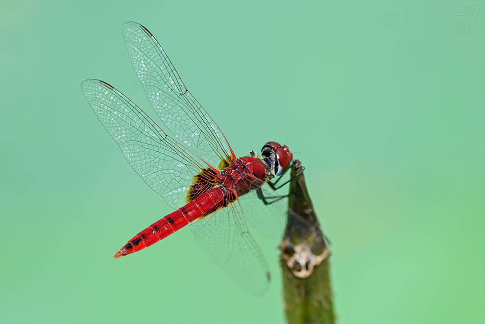 Urothemis signata