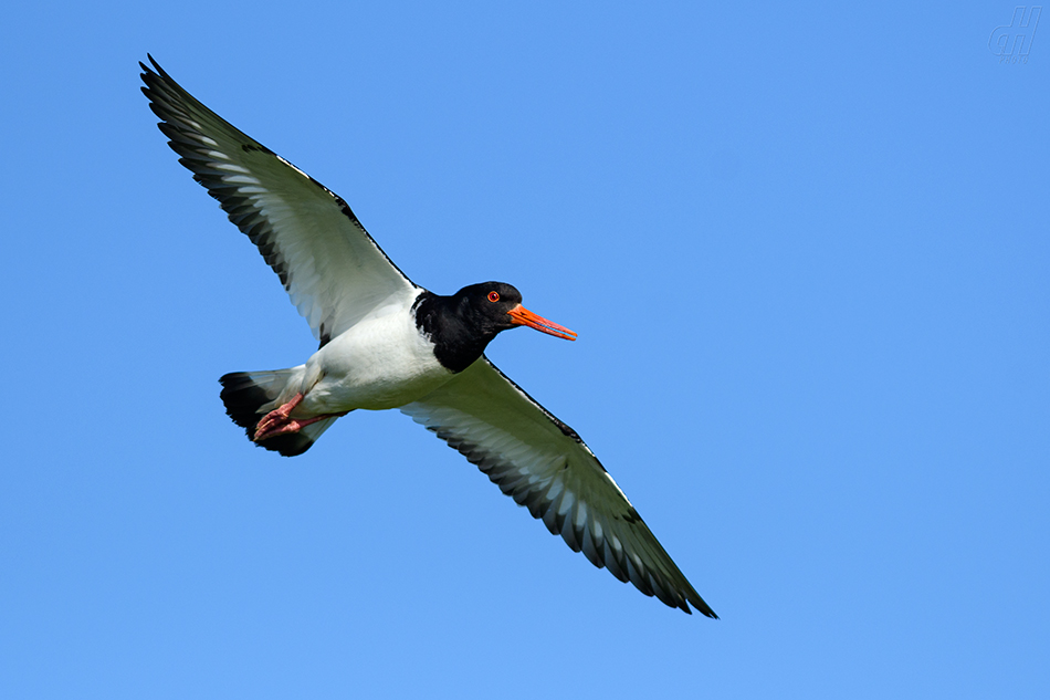 ústřičník velký - Haematopus ostralegus