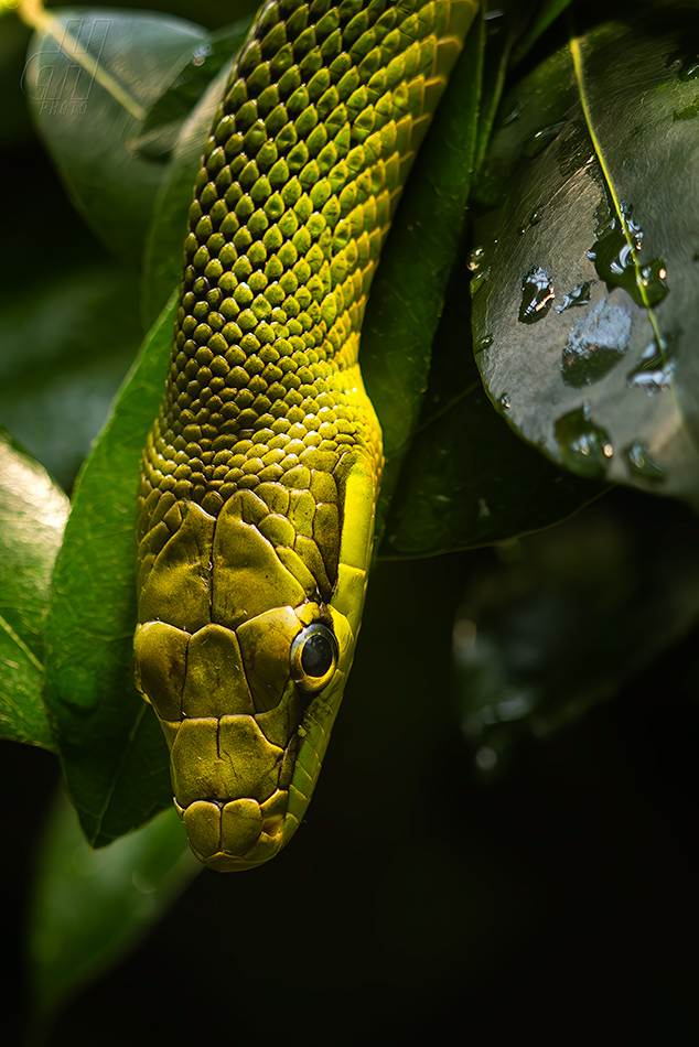 užovka ostronosá - Gonyosoma oxycephalum