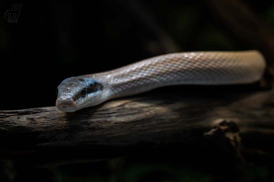 užovka tenkoocasá - Orthriophis taeniurus ridleyi