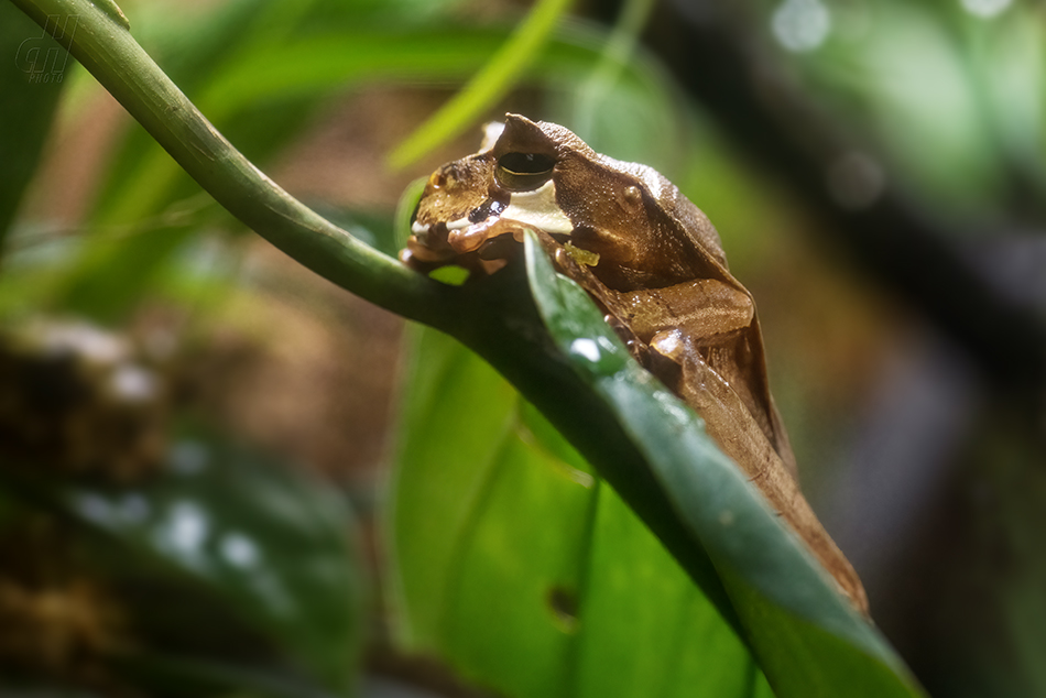 vakorosnička rohatá - Gastrotheca cornuta