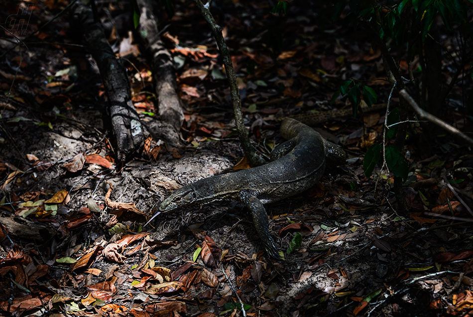 varan bengálský - Varanus bengalensis