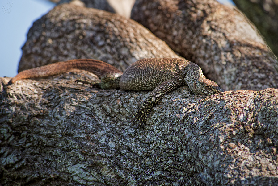 varan bengálský - Varanus bengalensis