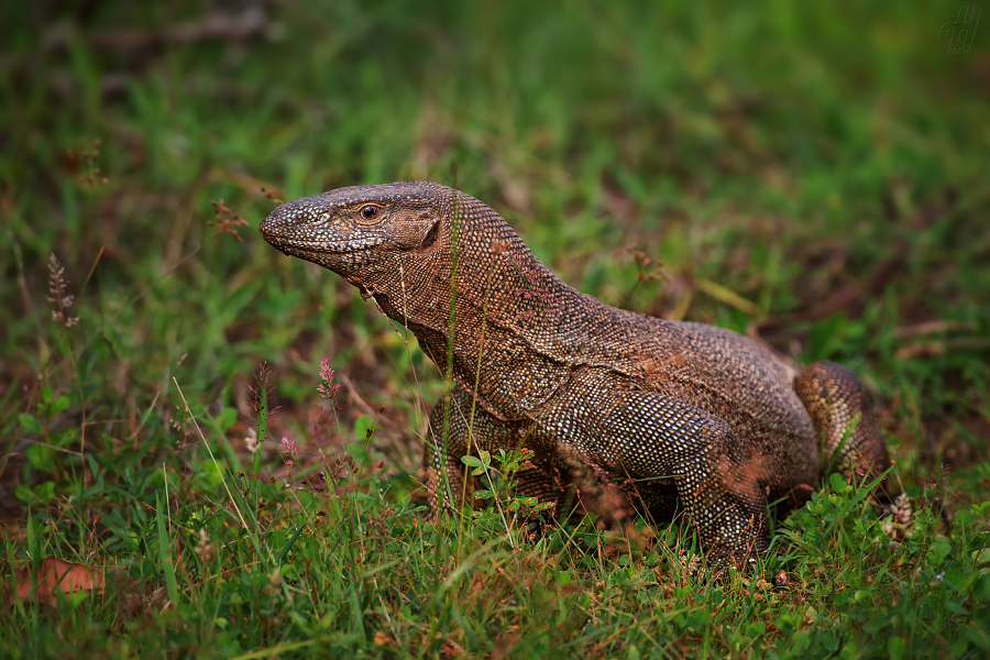 varan bengálský - Varanus bengalensis