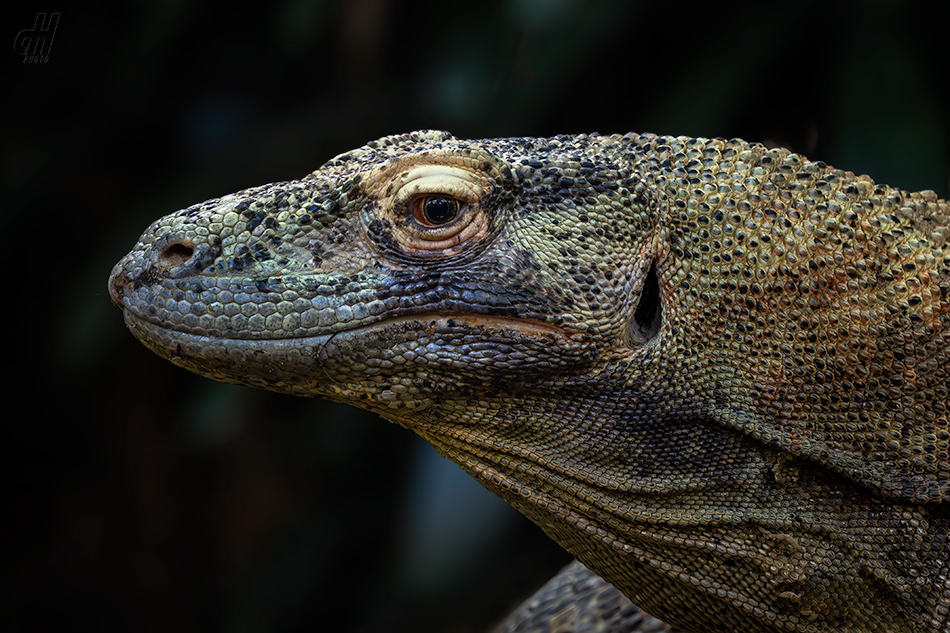 varan komodský - Varanus komodoensis
