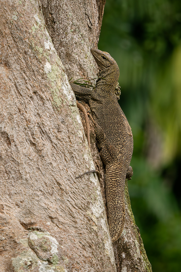 varan malajský - Varanus nebulosus