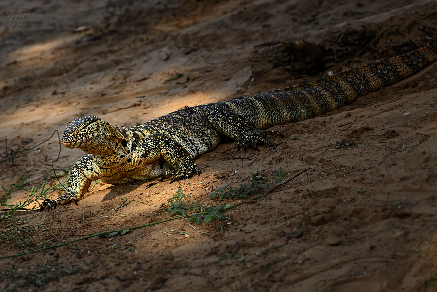 varan nilský - Varanus niloticus