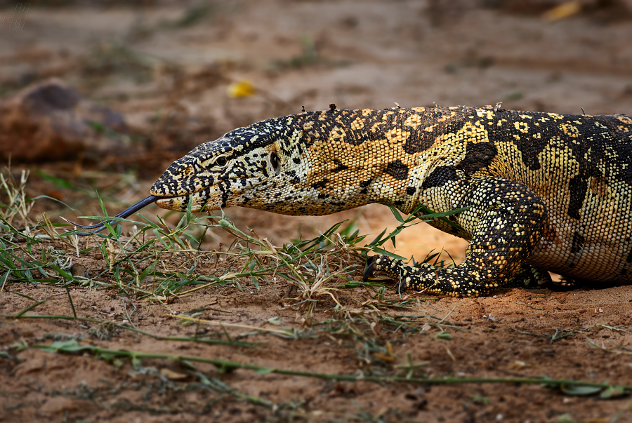 varan nilský - Varanus niloticus