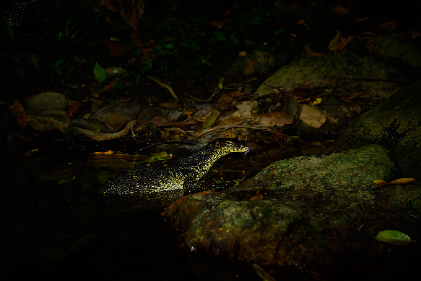 varan skvrnitý - Varanus salvator