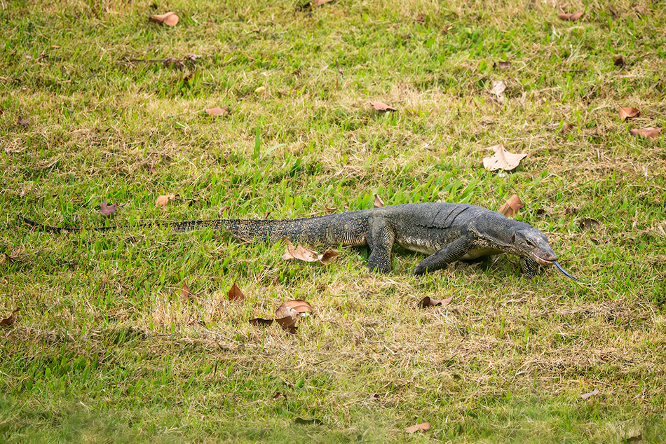 varan skvrnitý - Varanus salvator