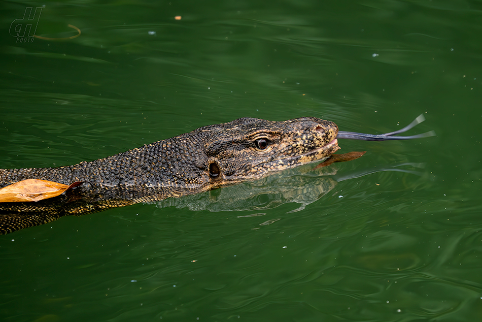 varan skvrnitý - Varanus salvator