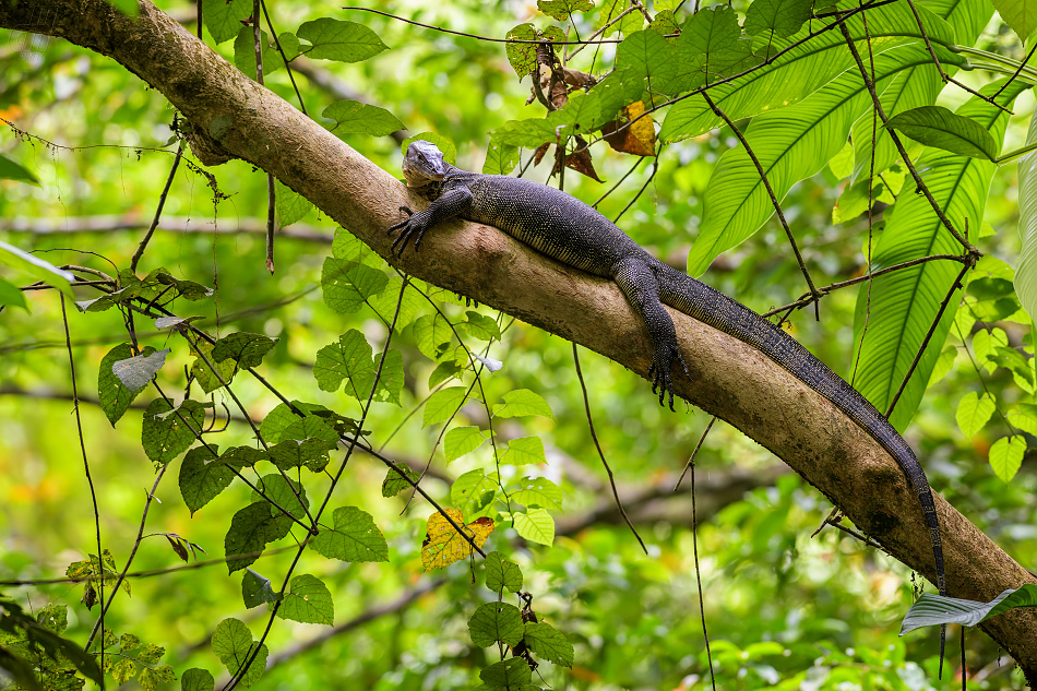 varan skvrnitý - Varanus salvator macromaculatus