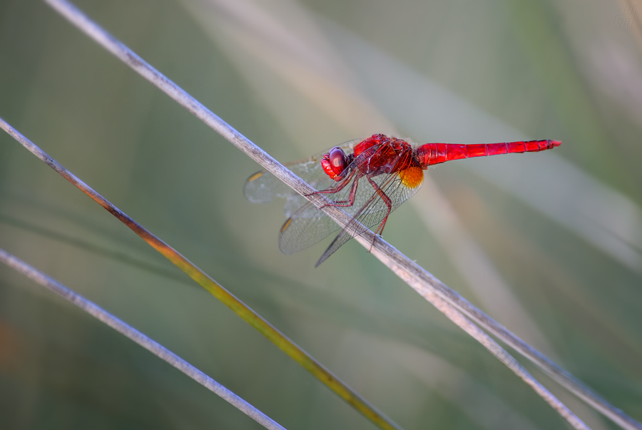 vážka červená - Crocothemis erythraea