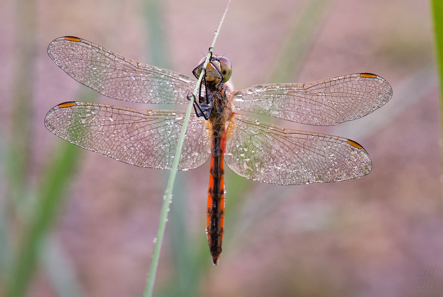 vážka rumělková - Sympetrum depressiusculum